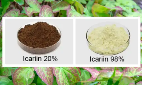 What is Epimedium Powder Used For?